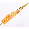 Květina Liliochvostec eremurus stonek oranžový 104 cm