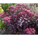 Rozchodník 'Purple Emperor' 1 ks – Zboží Dáma