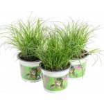 Výhodné balení 3x Kočičí tráva, Cyperus alternifolia Zumula, průměr květináče 10 - 12 cm – Zboží Mobilmania