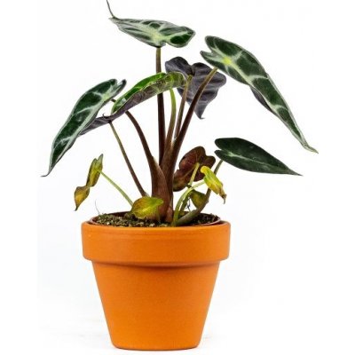 Gardners Alocasia amazonica Polly, průměr 6 cm Alokásie, Alokázie – Hledejceny.cz