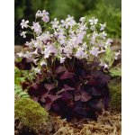 Šťavel čtyřlístek 'Triangularis' 10 ks – Sleviste.cz