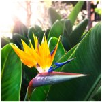 Strelície královská - Strelitzia reginae - prodej semen - 2 ks – Zboží Dáma