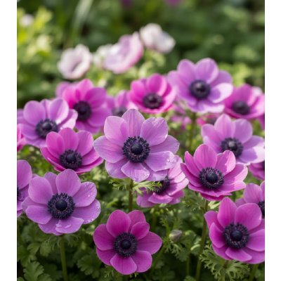 Sasanka věncová 'Sylphide' 15 ks – Sleviste.cz