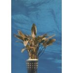 Cryptocoryne wendtii Tropica – Sleviste.cz