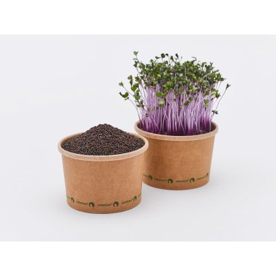 Tiny Greens Červený kedluben Grape - BIO semínka na klíčení a microgreens Množství: 100g – Zboží Dáma