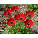 Sasanka věncová 'The Governor' 15 ks – Zboží Dáma