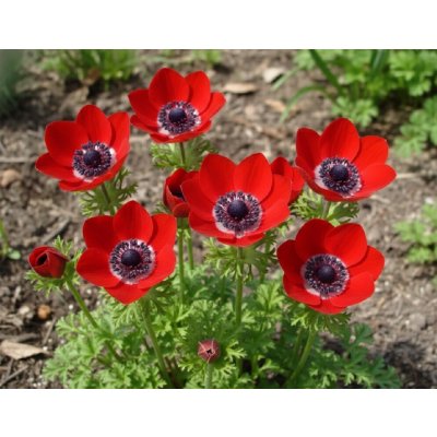 Sasanka věncová 'The Governor' 15 ks – Zboží Dáma