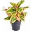 Květina Aglaonema oranžovolistá, Aglanomea Salmon Fantasy, průměr květináče 12 cm