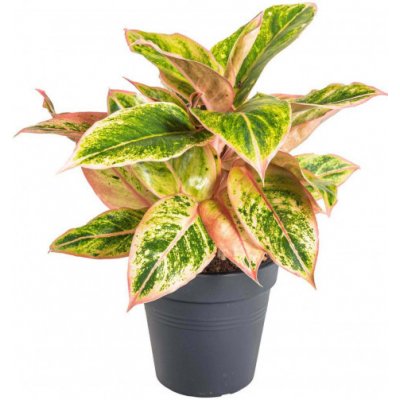 Aglaonema oranžovolistá, Aglanomea Salmon Fantasy, průměr květináče 12 cm – Hledejceny.cz