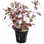 Ludwigia sp. Mini Super Red – Zboží Mobilmania