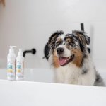 VetExpert Clinic Care Hypo & Omega Conditioner kondicionér pro psy a kočky 150 ml – Sleviste.cz