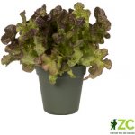 Elho květináč Green Basics leaf green 15 cm – Zboží Mobilmania