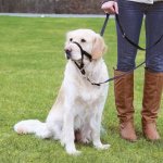 Trixie Postroj TOP TRAINER výcvikový L-XL 37 cm – Hledejceny.cz