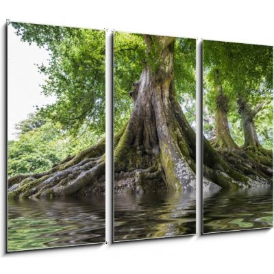 Obraz 3D třídílný - 105 x 70 cm - big old tree and a river velký starý strom a řeka – Zboží Mobilmania
