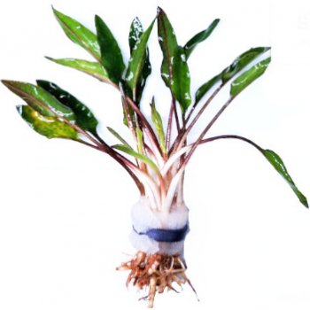 Cryptocoryne wendtii - Kryptokoryna Wendtova