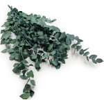 mech-mech.cz Stabilizovaný eukalyptus Stuartiana - (Stewartiana) - zelený – Zboží Dáma