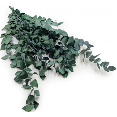 mech-mech.cz Stabilizovaný eukalyptus Stuartiana - (Stewartiana) - zelený – Zboží Dáma