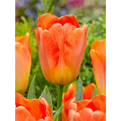 Tulipán 'Daydream ' 5 ks – Zboží Dáma