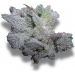 Growers Choice Braindamage semena neobsahují THC 5 ks – Zboží Mobilmania