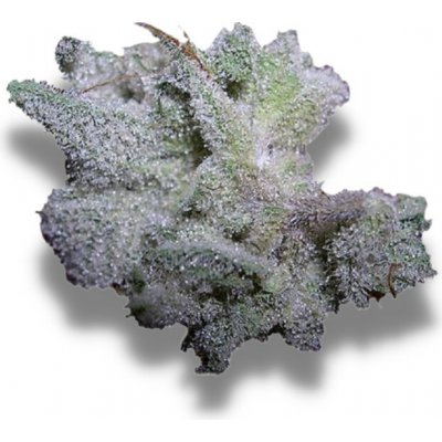 Growers Choice Braindamage semena neobsahují THC 5 ks – Zboží Mobilmania