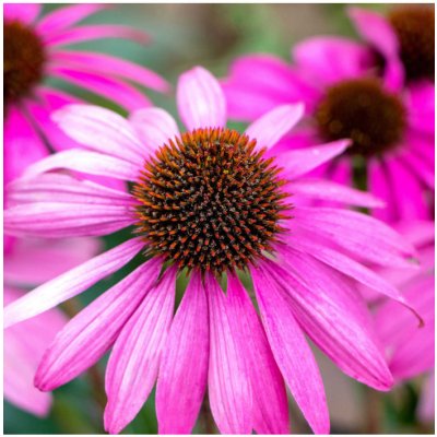 Třapatka Primadonna Deep Rose - Echinacea purpurea - semena třapatkovky - 15 ks – Zbozi.Blesk.cz