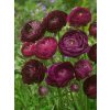 Osivo a semínko Pryskyřník 'Ranunculus purple' 3 ks