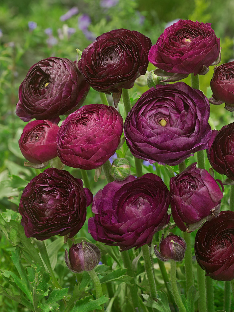 Pryskyřník \'Ranunculus purple\' 3 ks