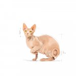 Royal Canin Sphynx Adult 10 kg – Zboží Mobilmania