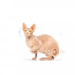 Royal Canin Sphynx Adult 10 kg – Zboží Dáma