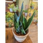 Sansevieria Whitney – Zboží Mobilmania