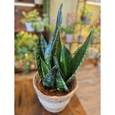 Sansevieria Whitney – Zboží Mobilmania