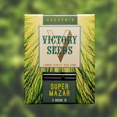 Victory Seeds Super Mazar semena neobsahují THC 10 ks – Zboží Dáma