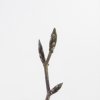 Květina Fagus sylvatica 'Dawyck' Prodejní velikost: 200/250, Velikost hrnku: 50 l