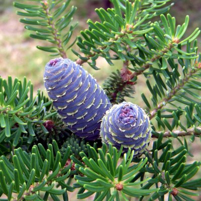 Jedle korejská Abies koreana semena 7 ks – Hledejceny.cz