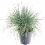 Kostřava sivá, Festuca glauca Intense Blue, velikost kontejneru 2 l – Zboží Mobilmania