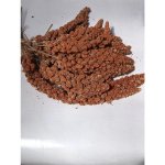 Fauna Hradil Senegalské proso červené 1 kg – Zboží Mobilmania