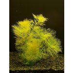 Limnophila aquatica - Bahnatka vodní – Hledejceny.cz