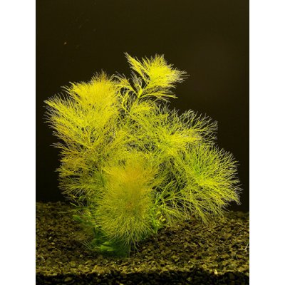 Limnophila aquatica - Bahnatka vodní – Zboží Dáma