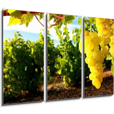 Obraz 3D třídílný - 105 x 70 cm - La Vigne chomáč kultura bankovky – Zboží Mobilmania