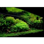 Rotala sp. Green 5,5 cm – Zboží Mobilmania
