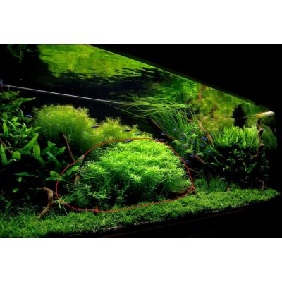 Rotala sp. Green 5,5 cm – Zboží Mobilmania
