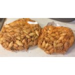 Cibule sazečka ozimá - Shakespeare váha: 250g – Zboží Dáma