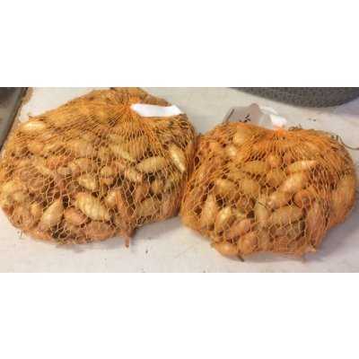 Cibule sazečka ozimá - Shakespeare váha: 250g – Zboží Dáma