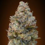 00 Seeds Bank Chocolate Skunk semena neobsahují THC 3 ks – Sleviste.cz