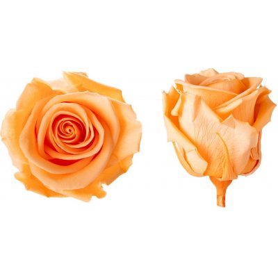 Hlavy růží - princess 16 ks Peach - broskvová – Hledejceny.cz