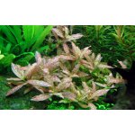 Hygrophila polysperma Rosanervig – Zboží Mobilmania