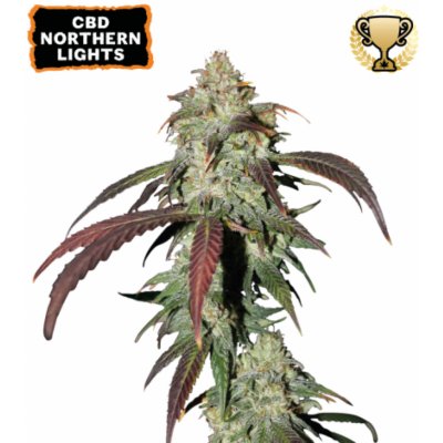 Seedstockers CBD Northern Lights semena neobsahují THC 3 ks – Hledejceny.cz