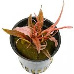 Cryptocoryne spec. Flamingo – Zboží Dáma