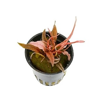 Cryptocoryne spec. Flamingo