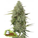 Seedstockers BCN Critical XXL AUTO semena neobsahují THC 25 ks – Zboží Dáma